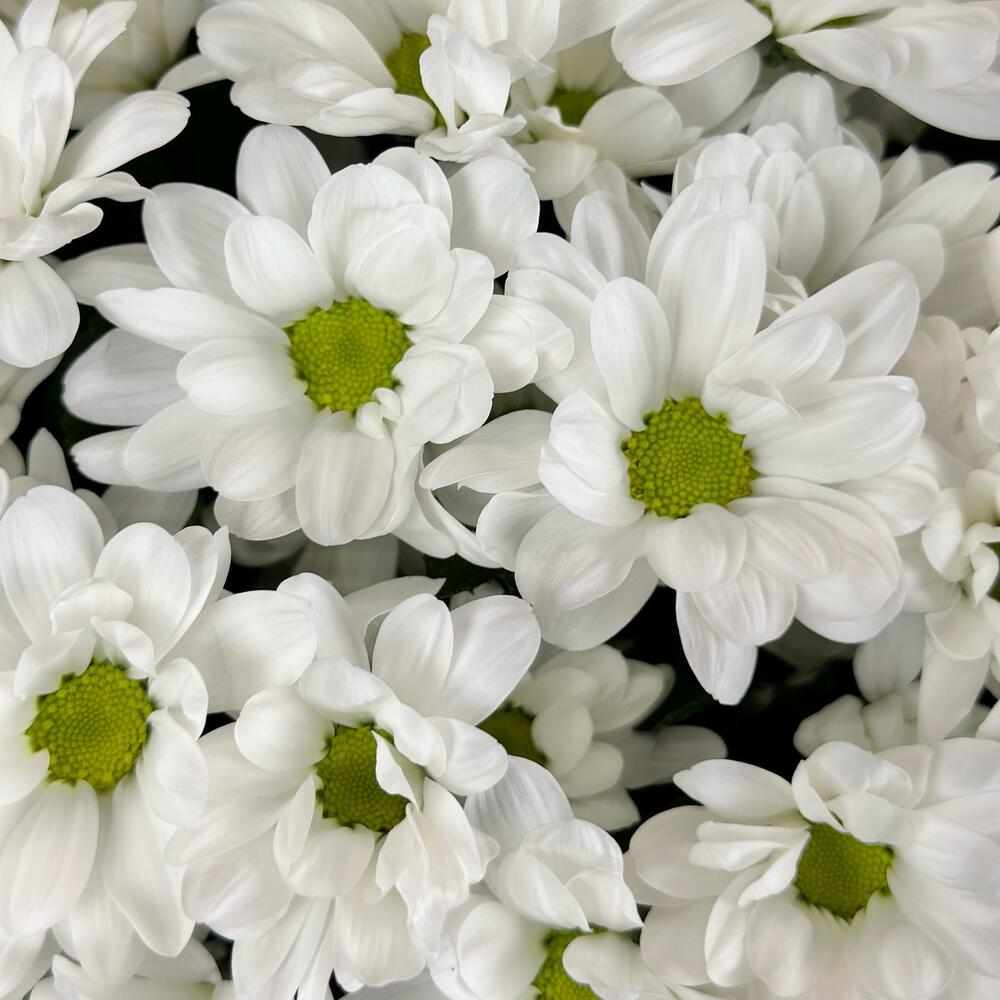 Букет «Мечты о лете» – свежесть белых хризантем Ставрополь Ставропольский край
